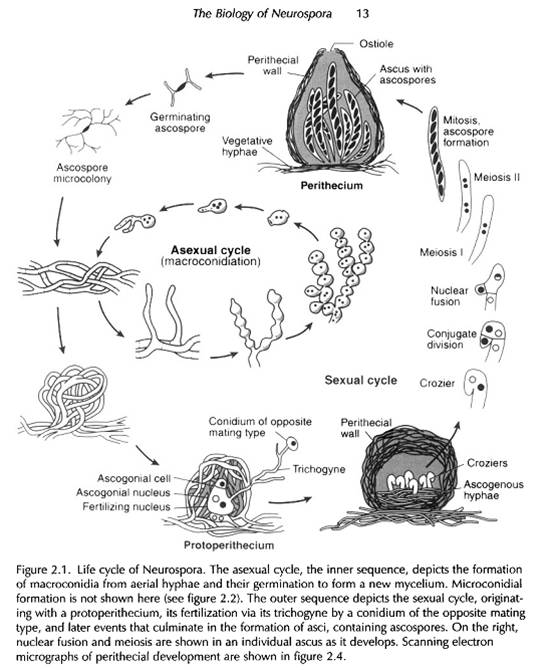 Neurospora manfaat crassa jamur Neurospora crassa