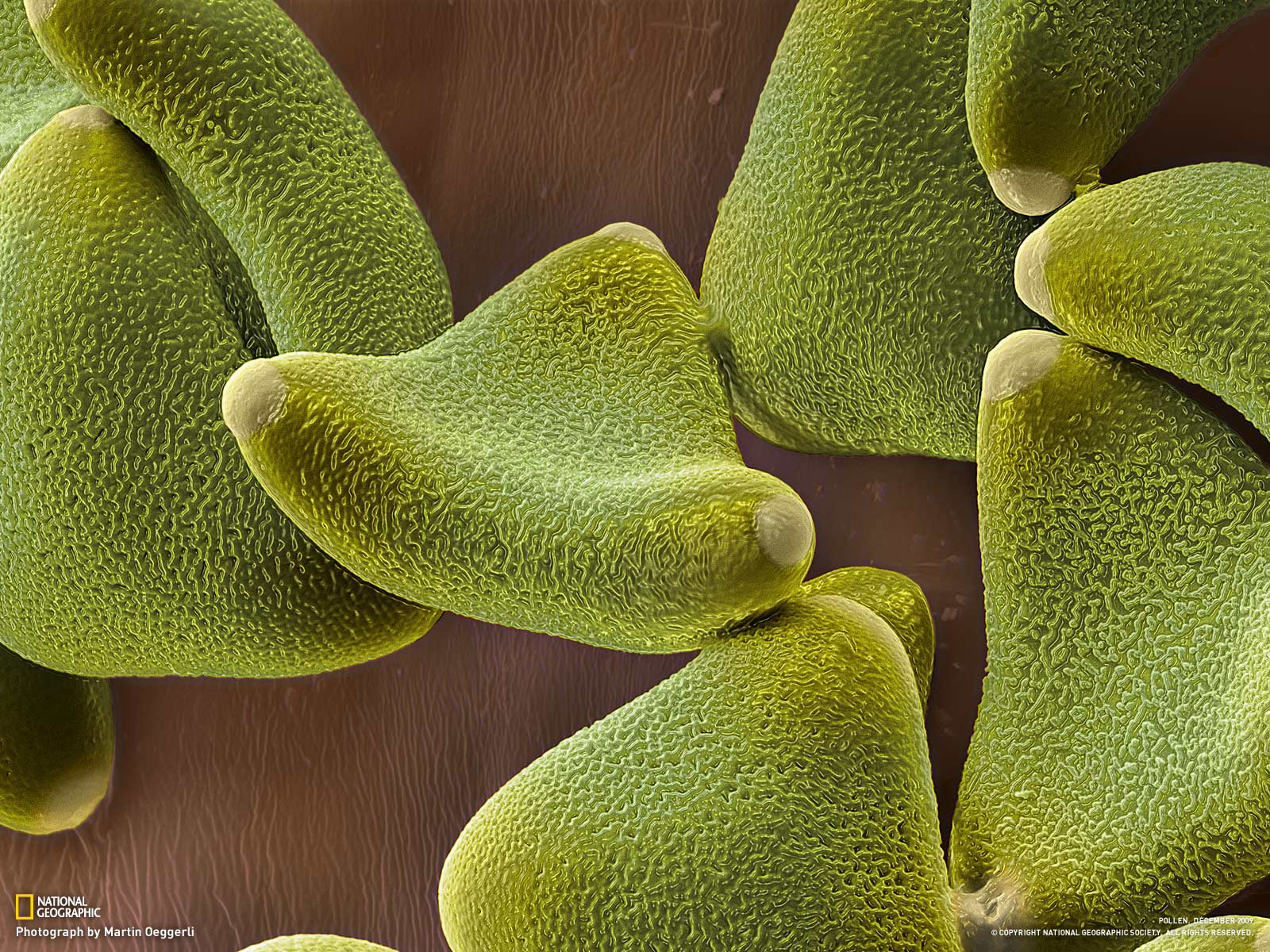 Как выглядит пыльца. Пыльца дуба под микроскопом. Пыльца растений под микроскопом. Пыльца в микроскопе. Пыльца цветковых растений под микроскопом.